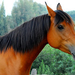 Horses : 