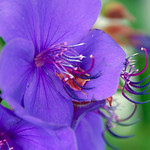 Intimate Flowers : 